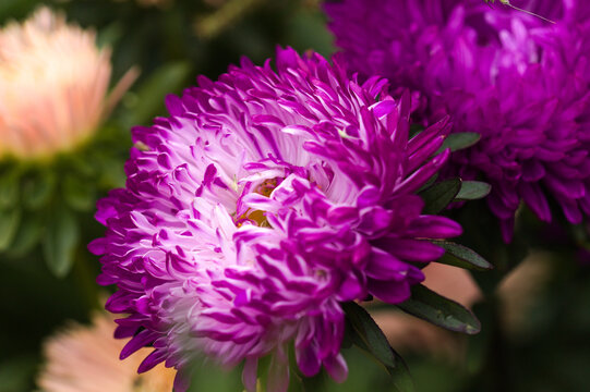 Bright China Aster, Callistephus chinensis, in Bloom, natural macro flower background