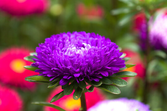 Bright China Aster, Callistephus chinensis, in Bloom, natural macro flower background