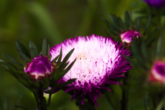 Bright China Aster, Callistephus chinensis, in Bloom, natural macro flower background