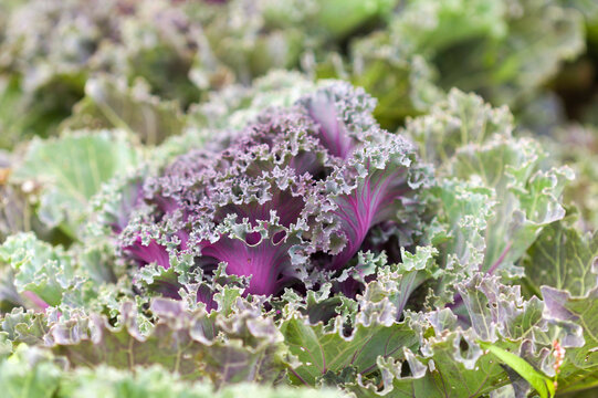 Close-Up View of Purple Ornamental Cabbage Leaves (Brassica oleracea)