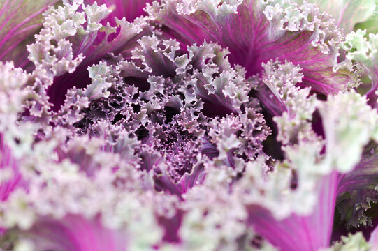 Close-Up View of Purple Ornamental Cabbage Leaves (Brassica oleracea)
