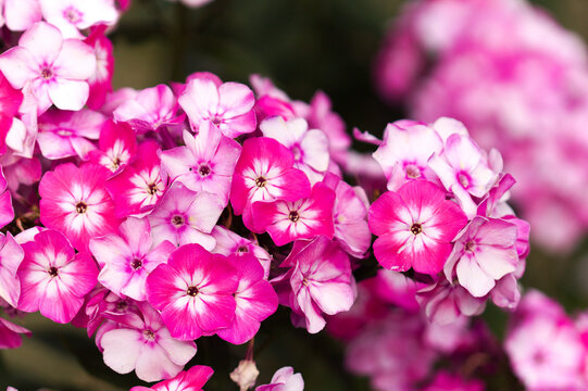 Bright Pink Garden Phlox paniculata, garden phlox natural floral macro background