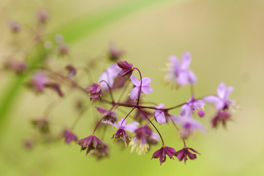 Delicate Purple Thalictrum Delavayi Meadow Rue Flowers Blooming
