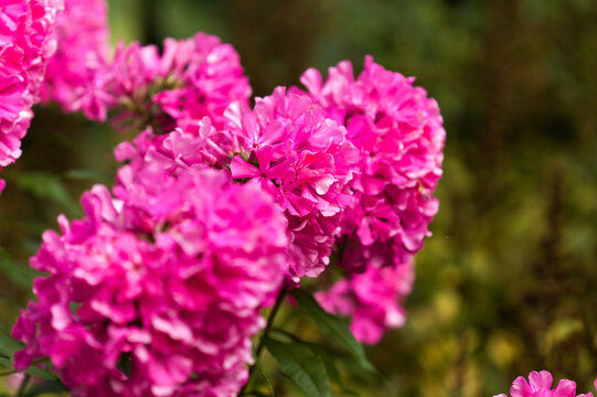Bright Pink Garden Phlox paniculata, garden phlox natural floral macro background