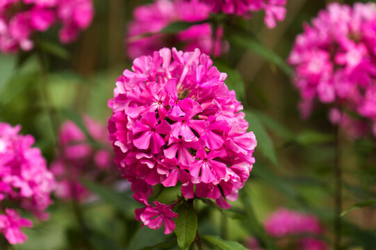 Bright Pink Garden Phlox paniculata, garden phlox natural floral macro background