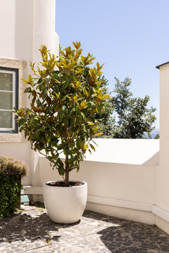 whitewashed balcony patio in Europe with potted tree and light blue sky
