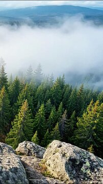 Pine forest landscape with drifting mountain fog viewed from a rocky cliff in motion.