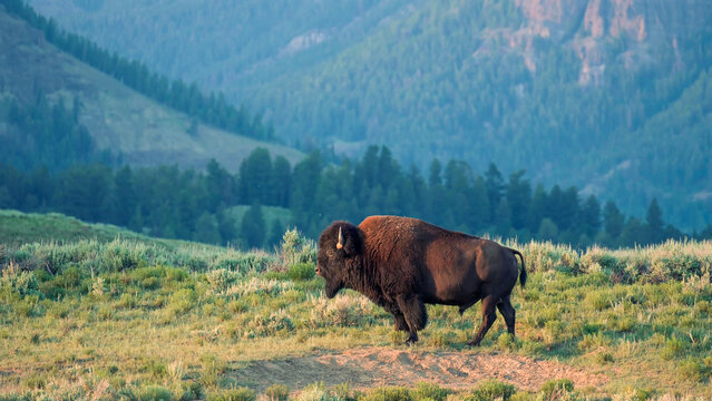American Bison walking through Lamar Valley sagebrush flats