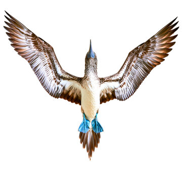 Top view of a flying Blue-footed booby bird isolated on transparent background PNG element
