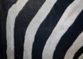 Naklejka premium Zebra Stripes