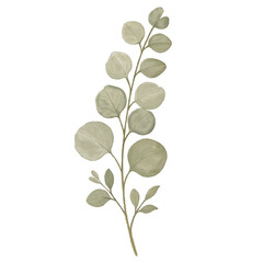 Obraz premium Watercolor eucalyptus branch with green leaves, minimalist botanical. 