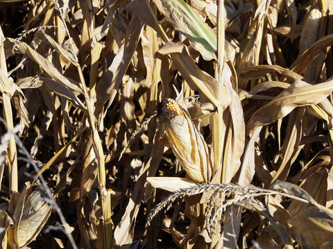 France, agriculture corn field dessicated