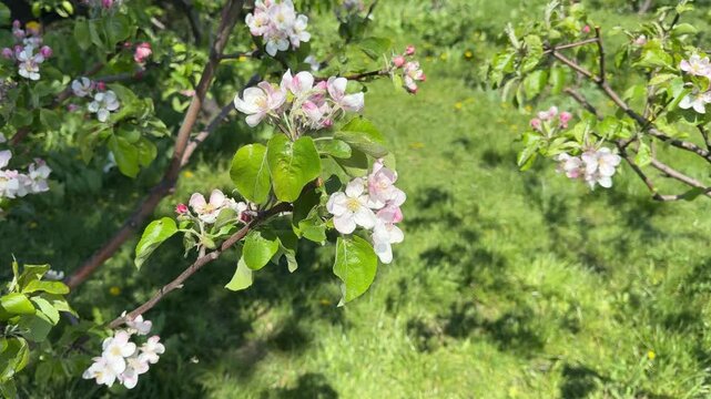 Apple orchard with blossoming trees in spring.