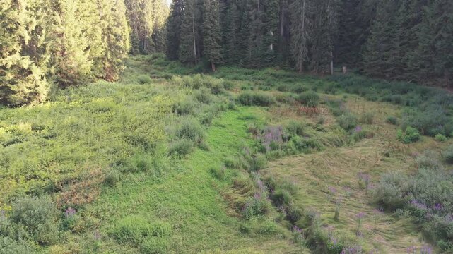 Drone Aerial View Flying Low Over Dried Bijambare Lake Bed with Small Stream Winding Through Forest Clearing