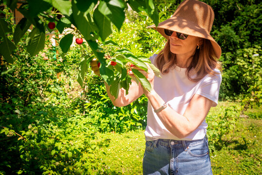 Mature woman picking fresh red cherries from a tree in a sunny summer garden