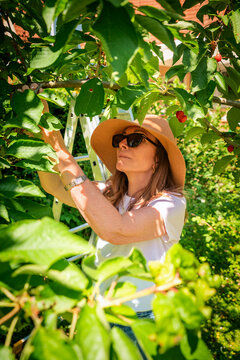Mature woman picking fresh red cherries from a tree in a sunny summer garden