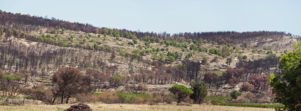 Europe, France, Fire destruction, Pyr&eacute;n&eacute;es-Orientales