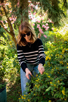 Mid-aged woman and removing old stems and leaves in a back yard