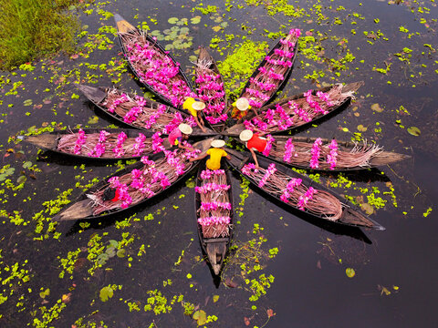 Aerial view of waterlily pickers in wooden boats arranged in a flower-like pattern on a wetland filled with pink flowers in Barishal, Bangladesh.