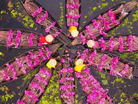 Aerial view of waterlily pickers in wooden boats arranged in a circular pattern on a wetland, with vibrant pink flowers and workers wearing straw hats in Barishal, Bangladesh.