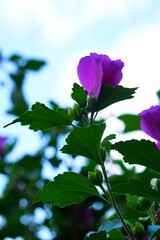 Hibiskus ogrodowy (Hibiscus syriacus) w okresie kwitnienia. Delikatne płatki i efektowne kwiaty tworzą kolorową kompozycję wśród zielonych liści. © Adam