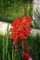 Zbliżenie na piękny czerwony kwiat mieczyka (Gladiolus) w pełnym rozkwicie. Intensywnie wybarwione płatki wyróżniają się na tle zielonych liści. © Adam