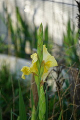 Kwitnący żółty mieczyk ogrodowy (Gladiolus) przedstawiony z bliska. Delikatne płatki i efektowny kwiatostan tworzą atrakcyjny, dekoracyjny motyw kwiatowy. © Adam