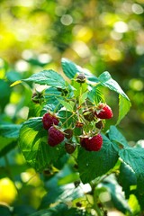 Dojrzałe, czerwone maliny rosnące na zdrowym krzewie owocowym. Soczyste owoce tworzą naturalny, obfity plon w ogrodzie lub na plantacji. © Adam