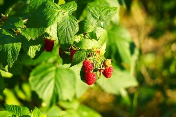 Drobne, dojrzałe maliny rosnące na krzewie w ekologicznej uprawie. Czerwone owoce mają naturalny wygląd i tworzą świeży, sezonowy plon. © Adam