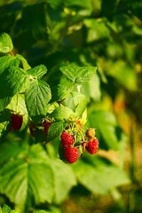 Ekologicznie uprawiane maliny w okresie dojrzewania, z licznymi drobnymi owocami na krzewie. Świeże czerwone jagody stanowią naturalny motyw ogrodowej uprawy owocowej. © Adam