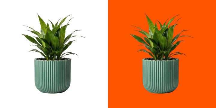 Green indoor houseplant in ridged mint ceramic pot design transparent png