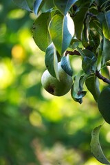 Zdrowe gruszki wiszące na drzewie owocowym wśród zielonych liści. Owoce prezentują naturalny wygląd i są w okresie dojrzewania w sadzie. © Adam
