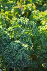 Zbliżenie na zdrowe liście jarmużu z ekologicznej uprawy ogrodowej. Bujna roślina warzywna stanowi naturalny motyw zdrowego odżywiania i świeżej żywności. © Adam