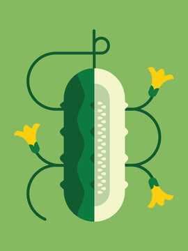 Stylized geometric illustration of a sliced cucumber-like vegetable with visible seeds, curling green vines, and yellow blossoms on a muted green background, combining botanical, agriculture, food, an