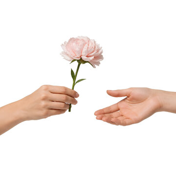 Una mano regala un fiore altra mano lo prende sfondo bianco