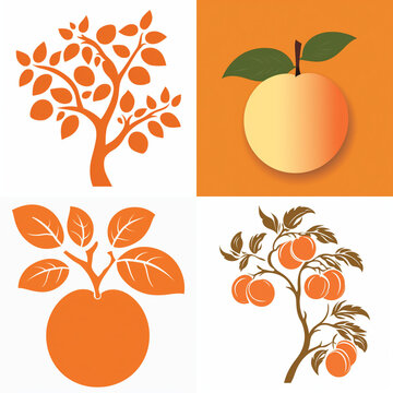 Set of apricot tree and fruit illustrations in flat vector style for organic food design.