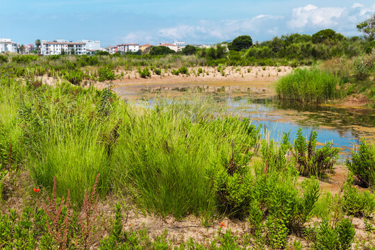 Wetland vegetation and lagoon habitat in Les Madrigueres nature reserve, protected coastal ecosystem in Catalonia