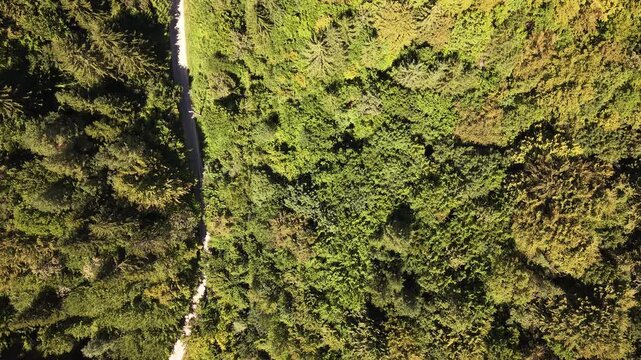 Drone Aerial View Flying Nadir (Top-Down) Over Dense Forest and Winding Dirt Path Under Prenj Mountain