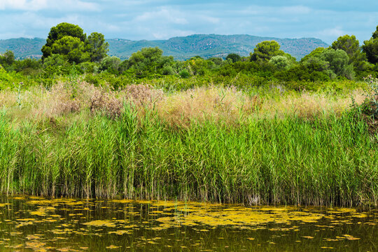 Reed beds and lagoon waters in Les Madrigueres nature reserve, protected wetland ecosystem in Catalonia