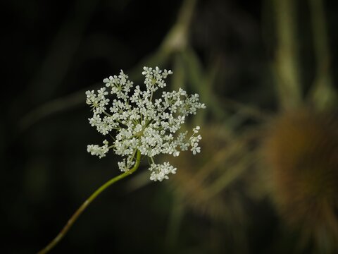 Close up of a delicate white Queen Annes lace wildflower blooming on a slender green stem in a natural woodland setting