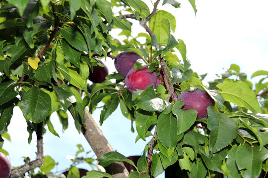 Blue ripening plums in foliage on a tree branch on a summer day in the garden - horizontal photo, close-up