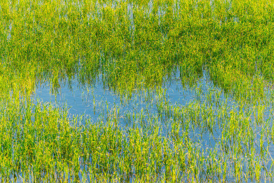 Ebro Delta rice seedlings in flooded paddy field reflecting blue sky, Catalonia, Spain