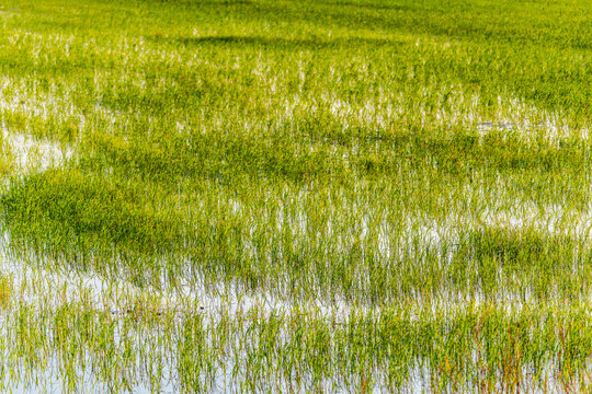 Ebro Delta rice seedlings growing in flooded agricultural field, Catalonia, Spain