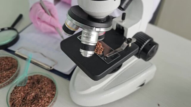 A scientist studying flax seeds under a microscope