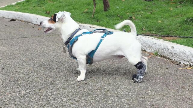 Reactive dog barking non-stop; something is making it afraid.