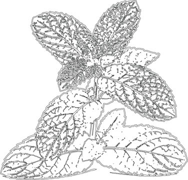 Fresh green mint plant leaves