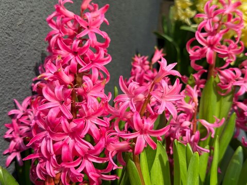 Bright pink hyacinth flowers in spring