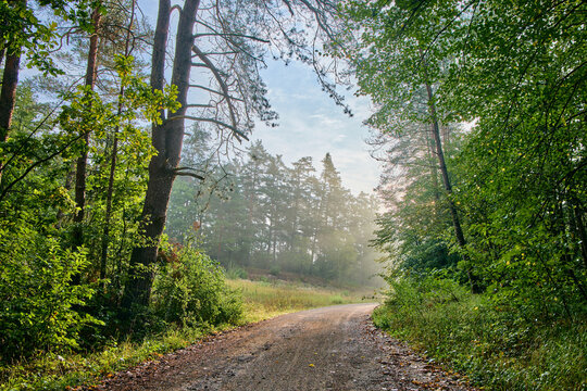 Sunlight beams through morning mist in a pine forest near Birkensee lake, Bavaria, Germany. Winding dirt road through scenic green woods in early day. Beautiful wild summer nature landscape.