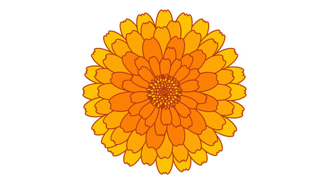Vibrant Orange Marigold Flower Isolated