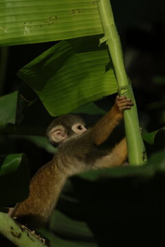 Squirrel monkey climbing green banana leaf tropical wildlife
